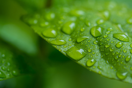 Blur water drop on blur vivid green leavesの写真素材