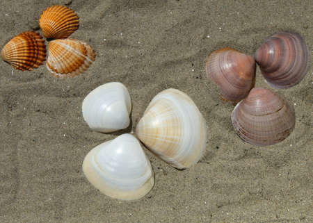 Bunch of sea shells on a sandy beach