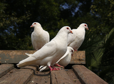 Pigeonの写真素材