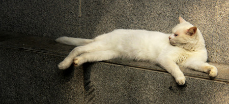 lazy catの写真素材
