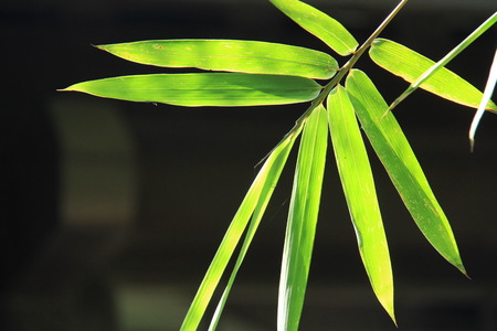 green bamboo leafの写真素材