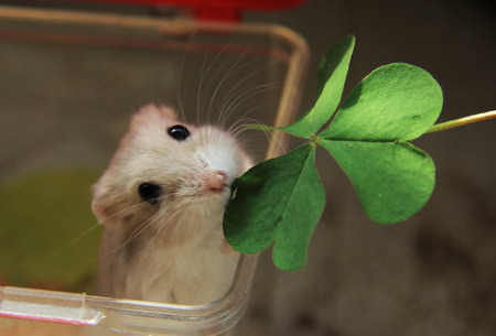 Hamstersの写真素材