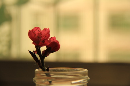 Spring peach blossomの写真素材