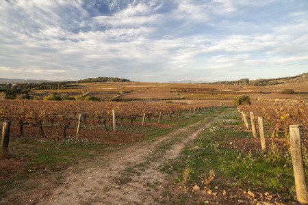 Landscape with vineyards in Penedes zone,Catalonia,Spain.の写真素材