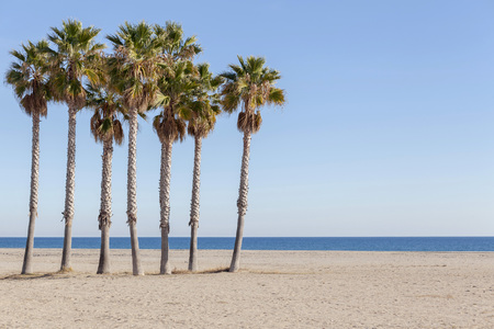 Seven palms, beach, sea and sky.の写真素材