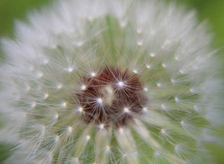 Dandelion Seed Headの写真素材