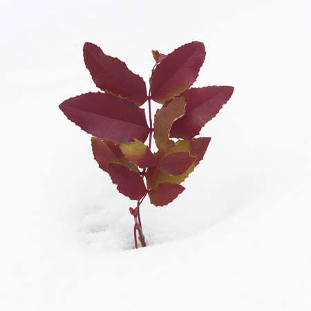 Red Oregon Grape Leaves in Snowの写真素材