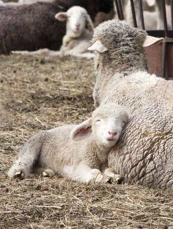 Lamb Lullabyの写真素材