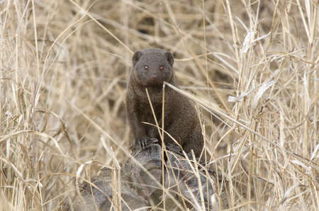 African Common Mongooseの写真素材