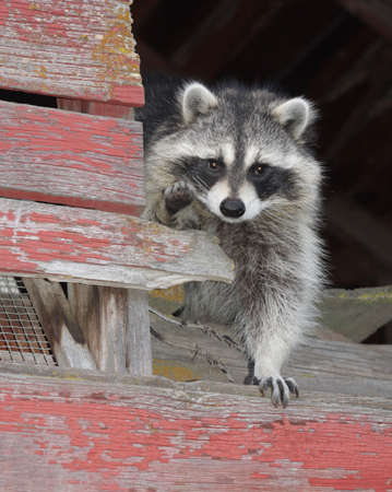 Raccoonの写真素材