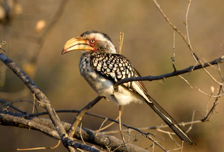 Yellow-billed Hornbillの写真素材