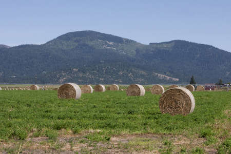 Bales of Hayの写真素材