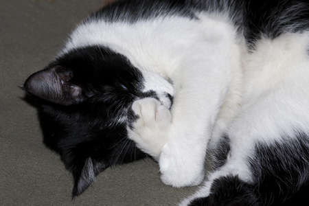 Cat covering Face with Pawの写真素材