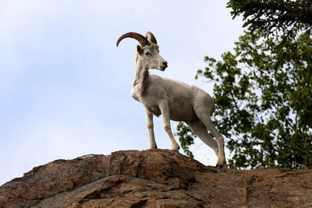Dall Sheep, Ramの写真素材