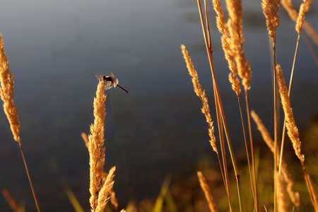 Dragonfly on Sunlit Grassの写真素材