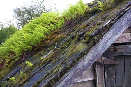 Roof with Ferns and Mossの写真素材