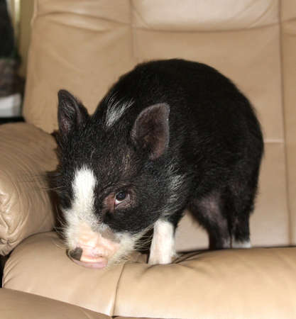 Pig with a guilty conscienceの写真素材