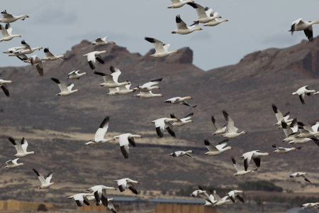 Snow Geese in Flight
