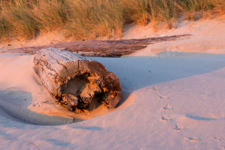 Driftwood in Sandの写真素材
