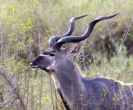 Kudu, buckの写真素材