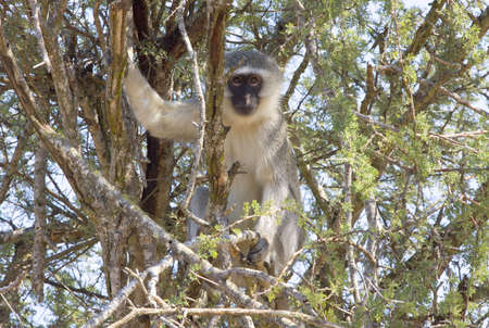 Vervet Monkey