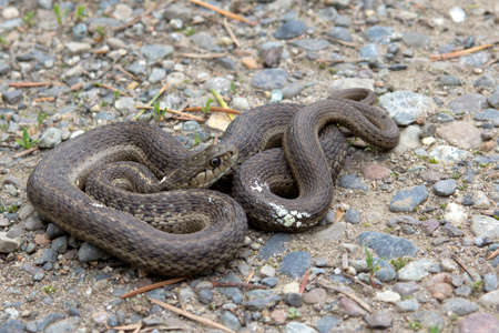 Snake, Brown Racerの写真素材