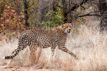 Cheetahの写真素材