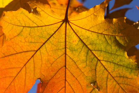 Colorful Leaf Macroの写真素材