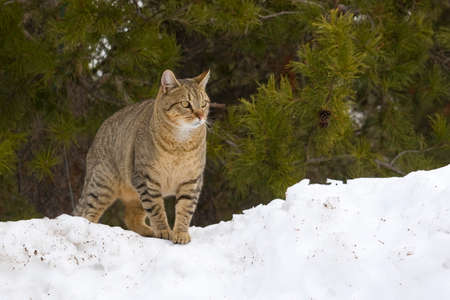 Cat on Snow Bankの写真素材