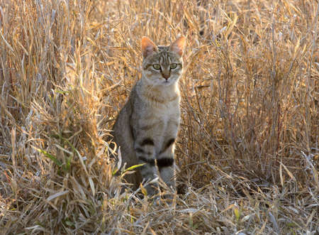Wild Cat in Africaの写真素材