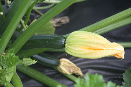 Zucchini with blossomの写真素材