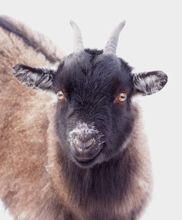 Pygmy Goat Portrait