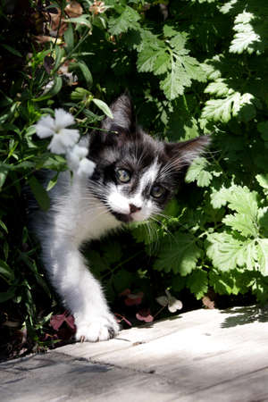 Cat in flowersの写真素材