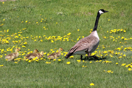 Canada Goose leading Goslingsの写真素材
