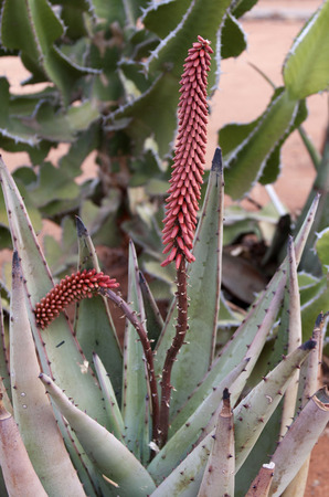 Blossom on Agave Plantの写真素材