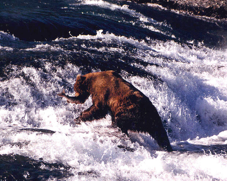 Brown Bear fishing in water fallの写真素材