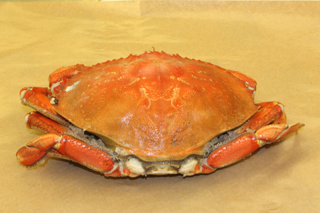 Dungeness Crabの写真素材