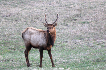Young Bull Elkの写真素材