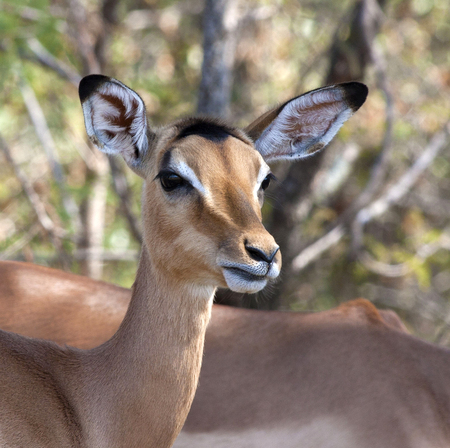 Portrait of an Impala, Doeの写真素材