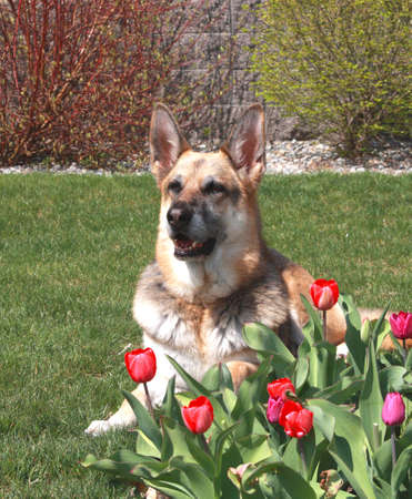 German Shepherd with bright red tulipsの写真素材