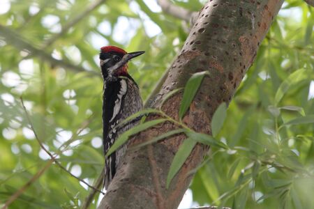 An immature Pileated Woodpecker searching for bugs in a treeの写真素材