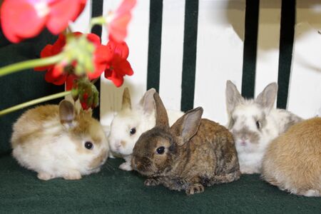 Bunnies cluster together in front of flowers and a picket fenceの写真素材