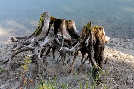 A pair of stumps with exposed roots at water's edge seem to be dancingの写真素材