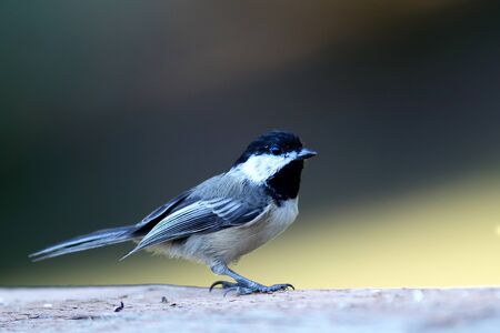 Black-capped Chickadee on railingの写真素材