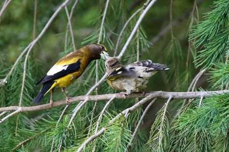 Evening Grosbeak Feeding youngの写真素材
