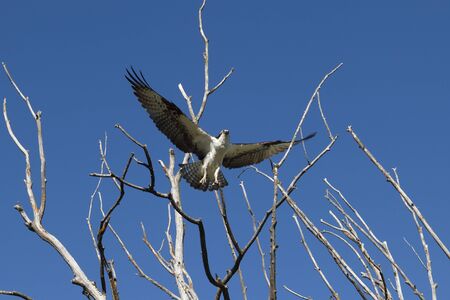 Osprey in flightの写真素材