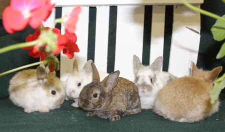 Four cuddly bunniesの写真素材