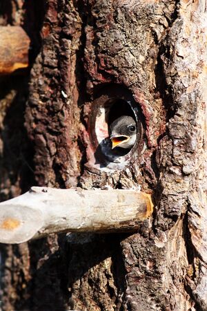 Young Tree Swallow in birdhouseの写真素材