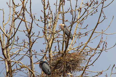 Three Great Blue Herons in a Rookeryの写真素材