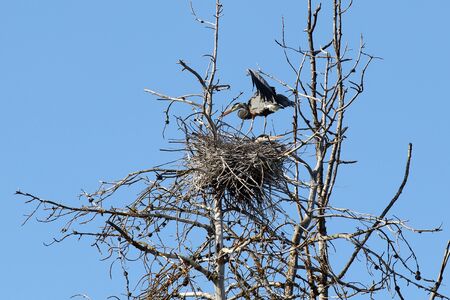 A pair of Great Blue Herons stand by nestの写真素材
